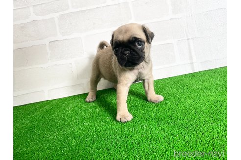 成約済の愛知県のパグ-349365の8枚目