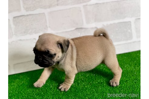 成約済の愛知県のパグ-349365の5枚目