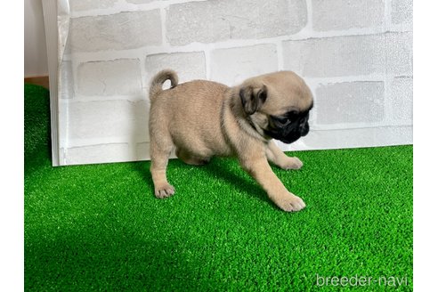 成約済の愛知県のパグ-349365の7枚目