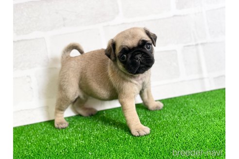 成約済の愛知県のパグ-349365