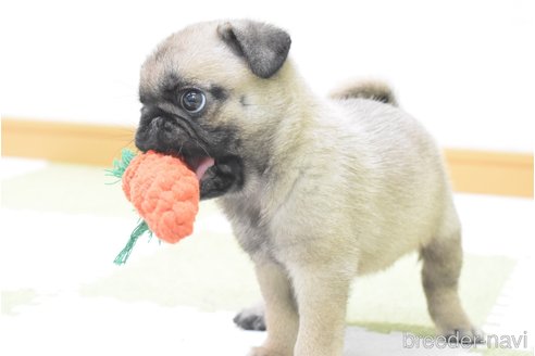 成約済の愛知県のパグ-349371の17枚目