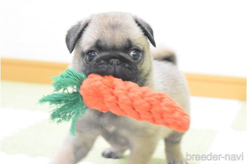 成約済の愛知県のパグ-349371の16枚目