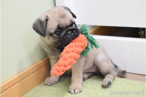 成約済の愛知県のパグ-349371の15枚目