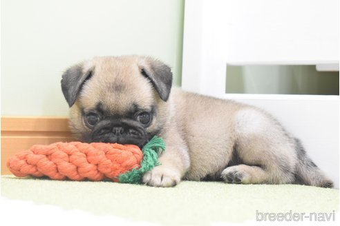 成約済の愛知県のパグ-349371の14枚目