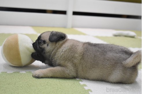 成約済の愛知県のパグ-349371の13枚目