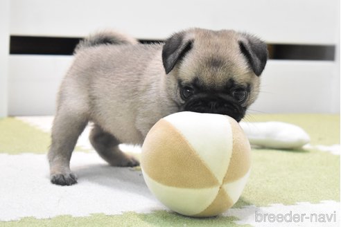 成約済の愛知県のパグ-349371の12枚目