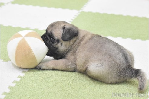 成約済の愛知県のパグ-349371の11枚目