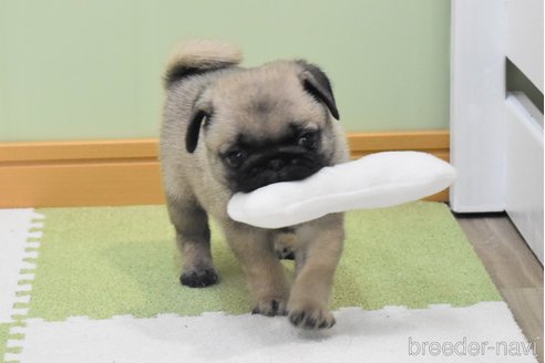 成約済の愛知県のパグ-349371の10枚目