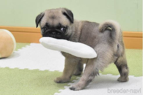 成約済の愛知県のパグ-349371の9枚目