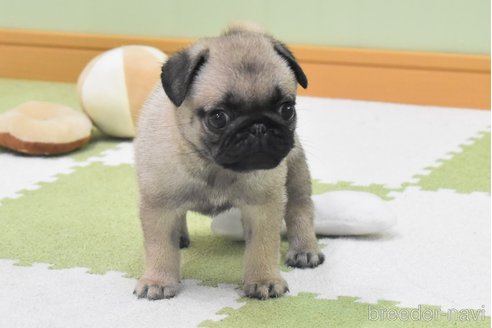 成約済の愛知県のパグ-349371の8枚目