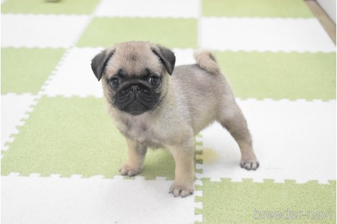 成約済の愛知県のパグ-349371の7枚目