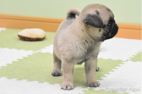 成約済の愛知県のパグ-349371の6枚目