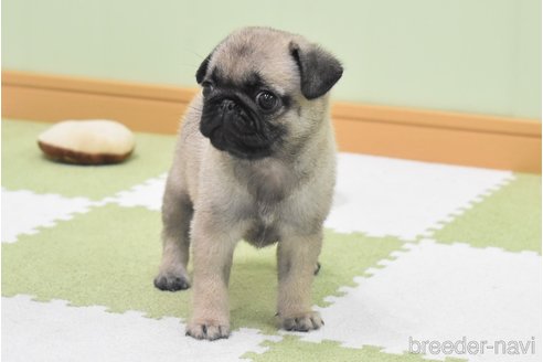 成約済の愛知県のパグ-349371の5枚目