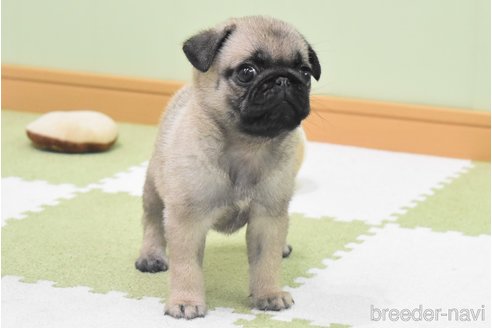 成約済の愛知県のパグ-349371の4枚目