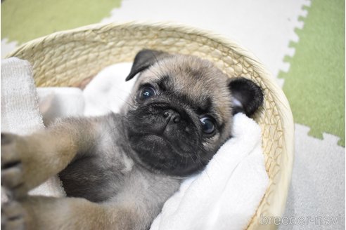 成約済の愛知県のパグ-349371の3枚目