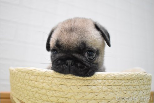 成約済の愛知県のパグ-349371の2枚目