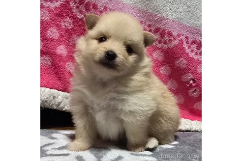 成約済の岡山県のポメラニアン-346640の11枚目