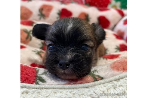 成約済の広島県のミックス犬-347567の2枚目