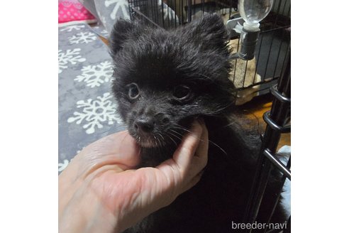 成約済の岡山県のポメラニアン-332363の11枚目