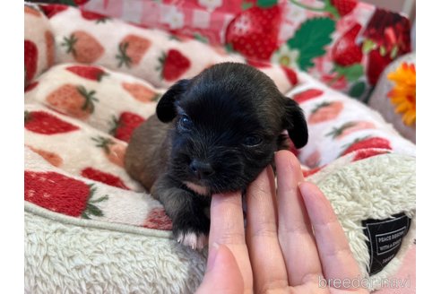 成約済の広島県のミックス犬-347575の5枚目