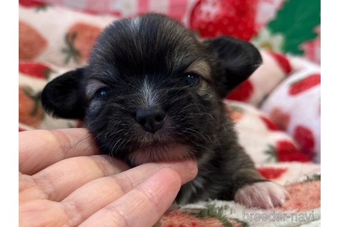 成約済の広島県のミックス犬-347574の5枚目