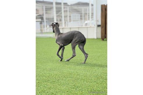 成約済の愛知県のイタリアングレーハウンド(イタグレ)-349390の7枚目
