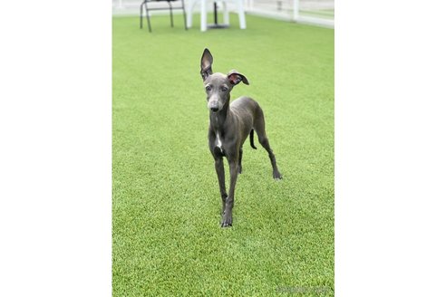 成約済の愛知県のイタリアングレーハウンド(イタグレ)-349390