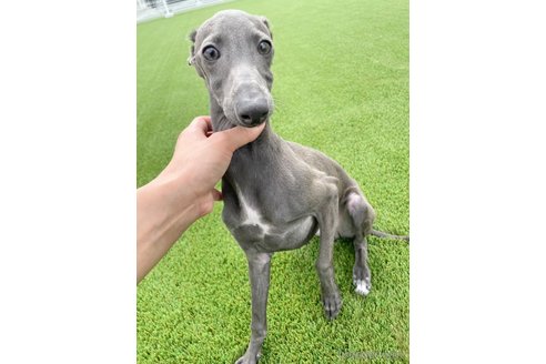 成約済の愛知県のイタリアングレーハウンド(イタグレ)-349390の3枚目