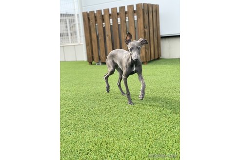 成約済の愛知県のイタリアングレーハウンド(イタグレ)-349390の5枚目