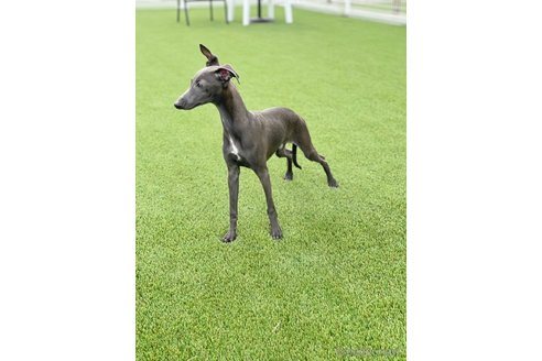 成約済の愛知県のイタリアングレーハウンド(イタグレ)-349390の4枚目