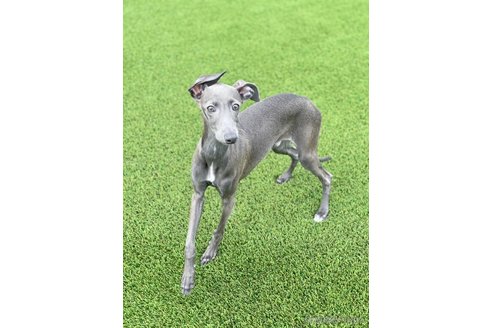 成約済の愛知県のイタリアングレーハウンド(イタグレ)-349390の2枚目