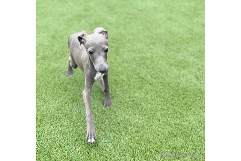 junimama イタリアングレーハウンド イタグレ 栃木県のイタリアングレーハウンド(イタグレ)｜女の子・ブルー