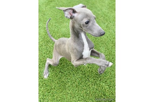 愛知県のイタリアングレーハウンド(イタグレ)｜男の子・2024/07/16