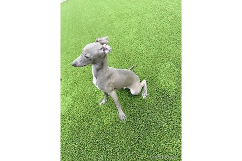 成約済の愛知県のイタリアングレーハウンド(イタグレ)-349393の3枚目