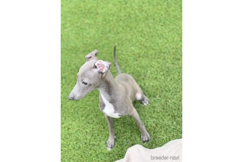 成約済の愛知県のイタリアングレーハウンド(イタグレ)-349393の5枚目