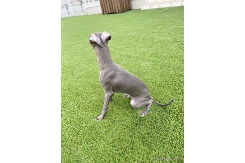 成約済の愛知県のイタリアングレーハウンド(イタグレ)-349393の8枚目