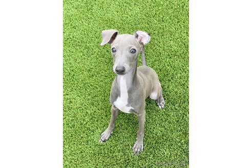 成約済の愛知県のイタリアングレーハウンド(イタグレ)-349393の9枚目