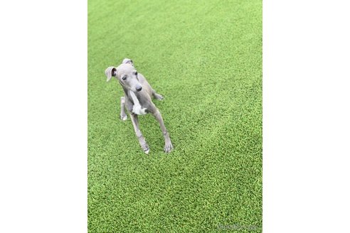 成約済の愛知県のイタリアングレーハウンド(イタグレ)-349393の6枚目