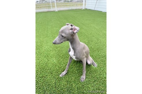 成約済の愛知県のイタリアングレーハウンド(イタグレ)-349393の7枚目