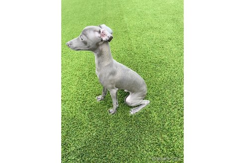 成約済の愛知県のイタリアングレーハウンド(イタグレ)-349394の2枚目