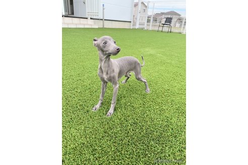 成約済の愛知県のイタリアングレーハウンド(イタグレ)-349394の3枚目