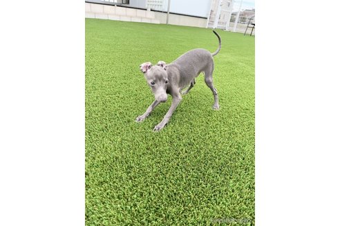 成約済の愛知県のイタリアングレーハウンド(イタグレ)-349394の4枚目