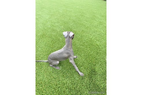 成約済の愛知県のイタリアングレーハウンド(イタグレ)-349394の5枚目