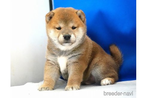 成約済のの柴犬-349404