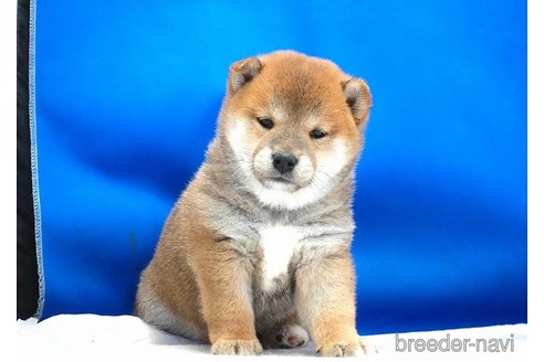 成約済の愛知県の柴犬-349404の7枚目