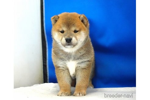 成約済の愛知県の柴犬-349404の6枚目