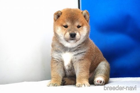 成約済の愛知県の柴犬-349404の5枚目