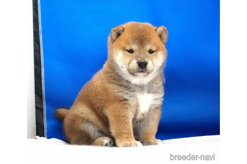 成約済の愛知県の柴犬-349404の4枚目
