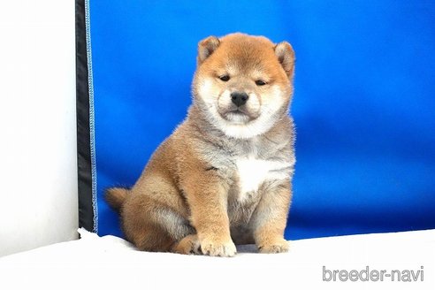 成約済の愛知県の柴犬-349404の3枚目