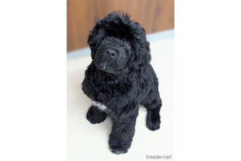 成約済の東京都のその他の犬種-348141の7枚目